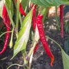 Capsicum frutescens 'Joe's Long'
