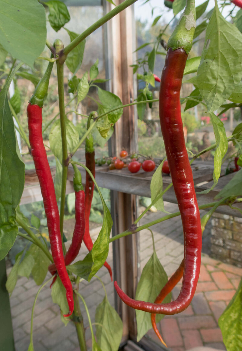 Capsicum frutescens 'Joe's Long'