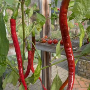 Capsicum frutescens 'Joe's Long'
