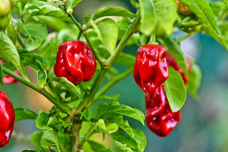 Capsicum frutescens 'Naga Morich'