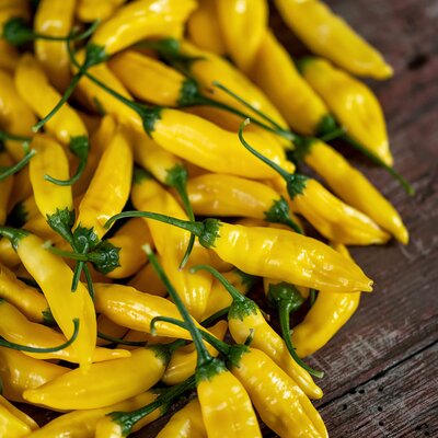 Capsicum frutescens