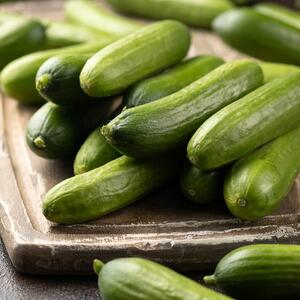 Cucumis sativus