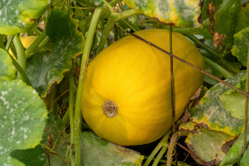 Cucurbita pepo 'Tivoli'