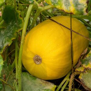 Cucurbita pepo 'Tivoli'