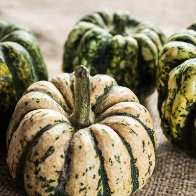 Cucurbita pepo 'Sweet Dumpling'