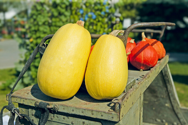 Cucurbita pepo 'Tivoli'
