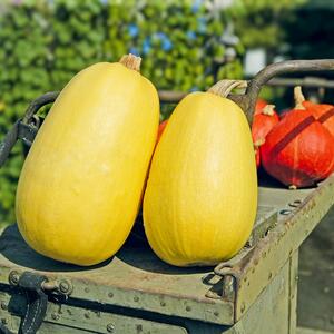 Cucurbita pepo 'Tivoli'
