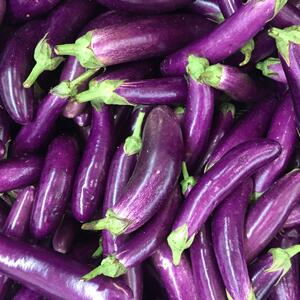 Solanum melongena ‚Violet Knight‘