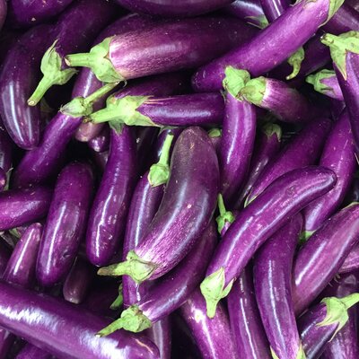 Solanum melongena ‚Violet Knight‘