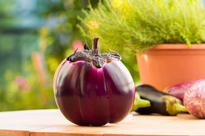 Solanum melongena ‚Violetta o palermitana‘