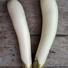 Solanum melongena ‚White Knight‘