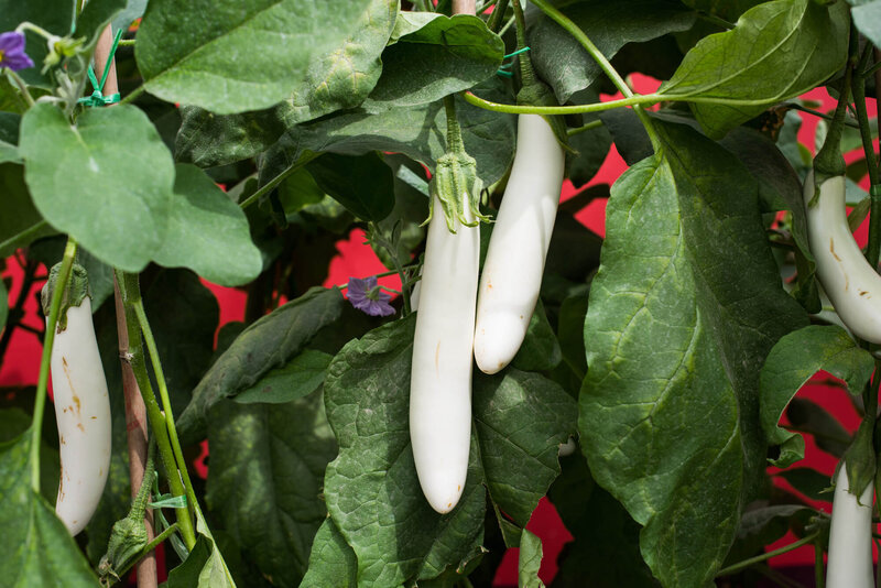 Solanum melongena ‚White Knight‘