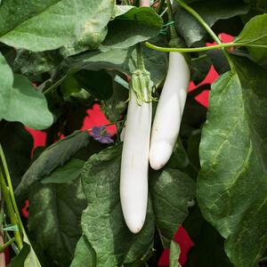 Solanum melongena ‚White Knight‘