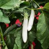 Solanum melongena ‚White Knight‘