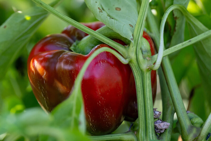 Capsicum