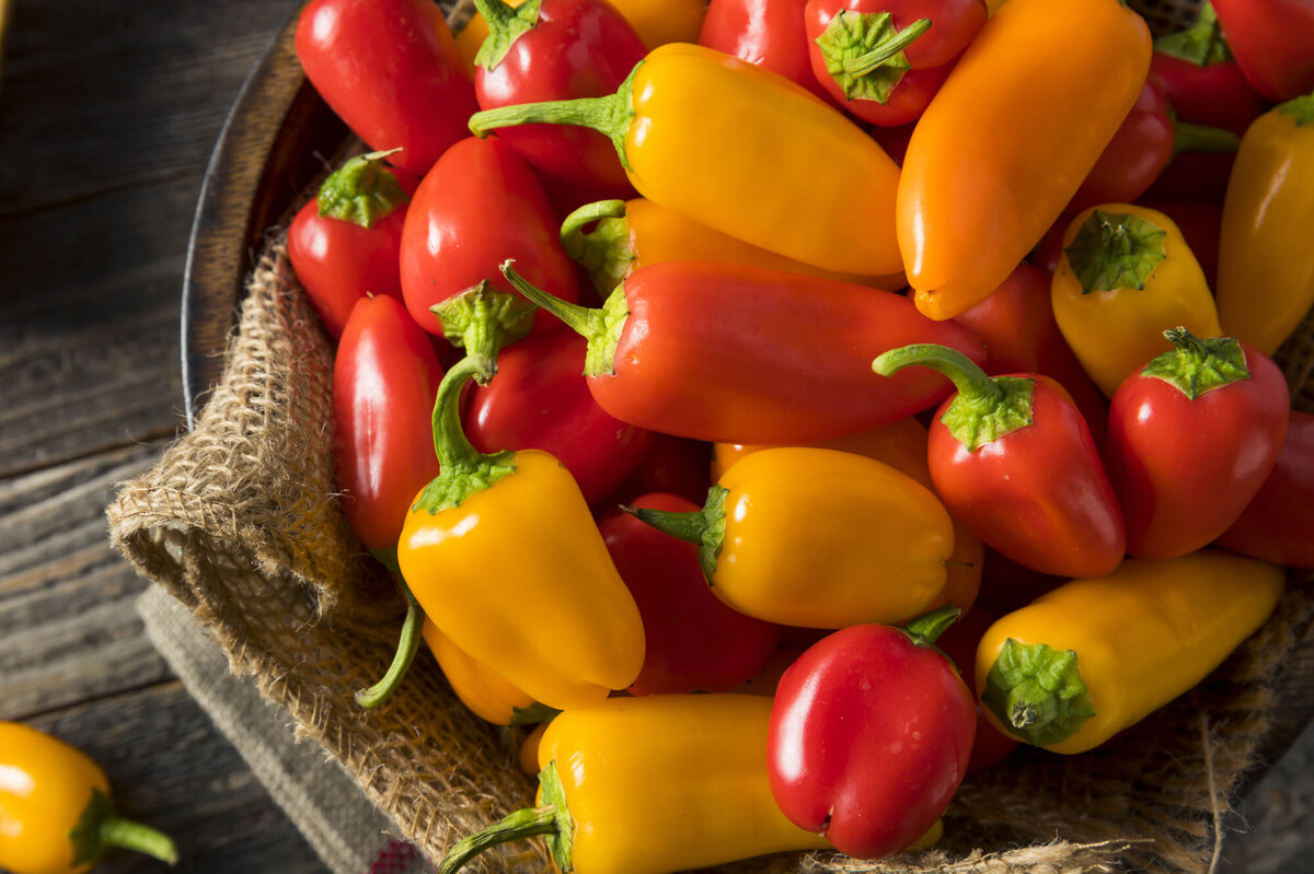 Capsicum annuum 'Yellow Snack' | STARKL