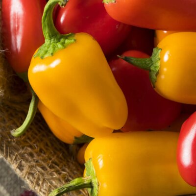 Capsicum annuum 'Yellow Snack'