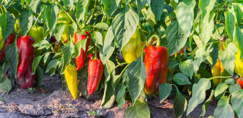 Capsicum annuum