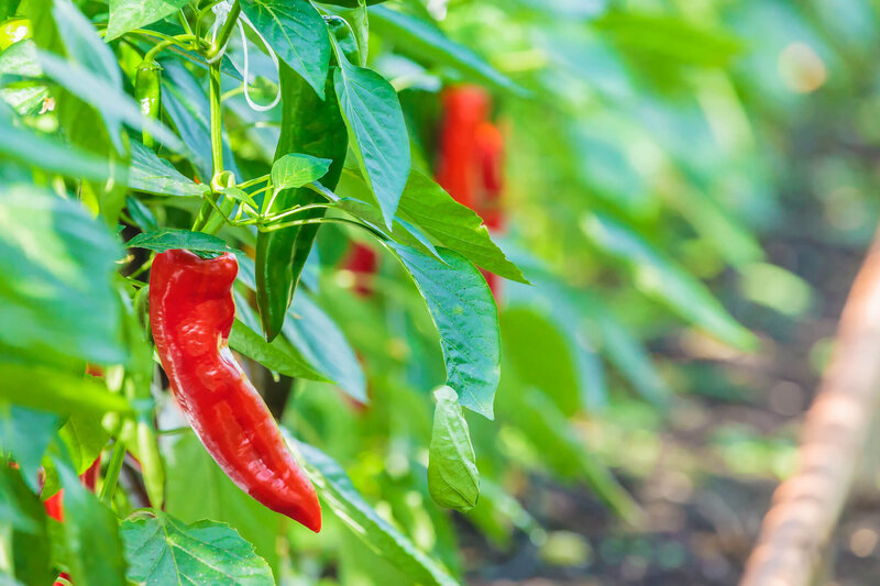 Capsicum annuum