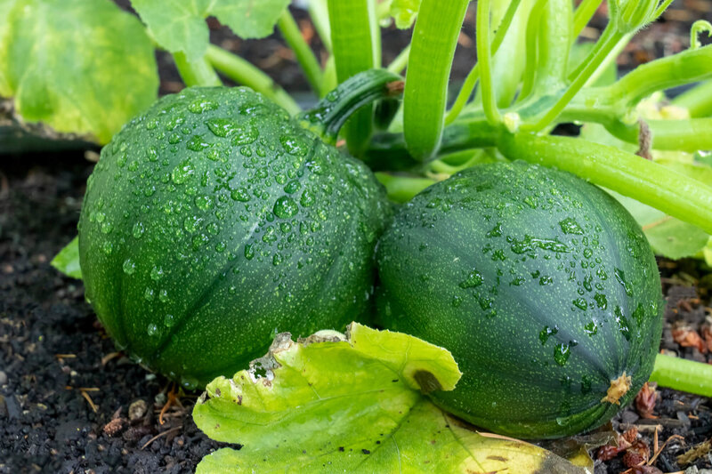 Cucurbita pepo convar. Giromontiina 'Eight Ball'