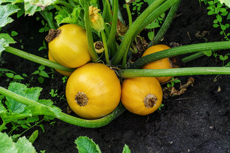 Cucurbita pepo convar. Giromontiina 'Sun Ball'