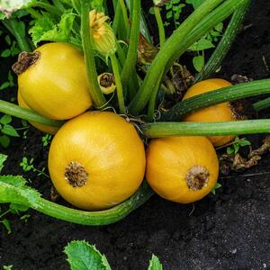 Cucurbita pepo convar. Giromontiina 'Sun Ball'