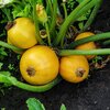 Cucurbita pepo convar. Giromontiina 'Sun Ball'