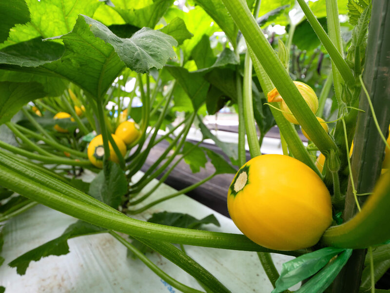 Cucurbita pepo convar. Giromontiina 'Sun Ball'