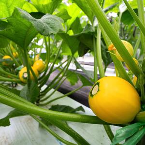 Cucurbita pepo convar. Giromontiina 'Sun Ball'