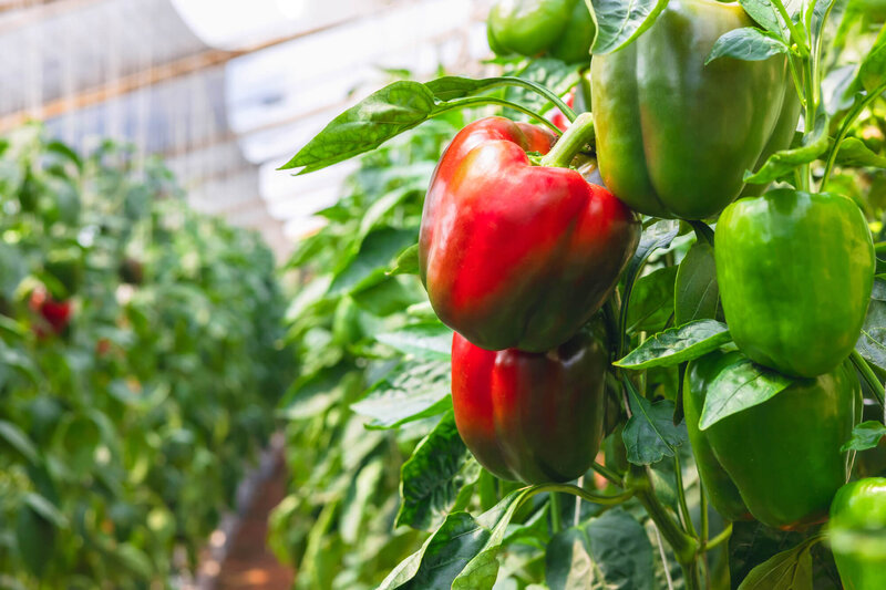 Capsicum annuum 'Pusztagold'