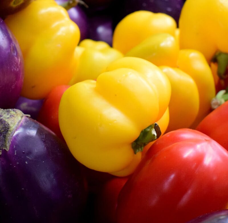 Capsicum 
