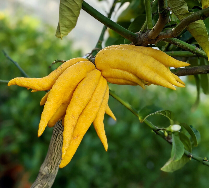 Citrus medica Digitata