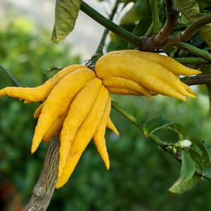 Citrus medica Digitata