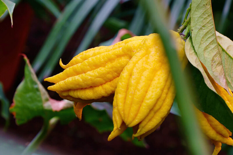 Citrus medica Digitata
