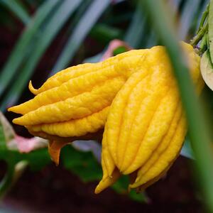 Citrus medica Digitata