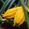 Citrus medica Digitata