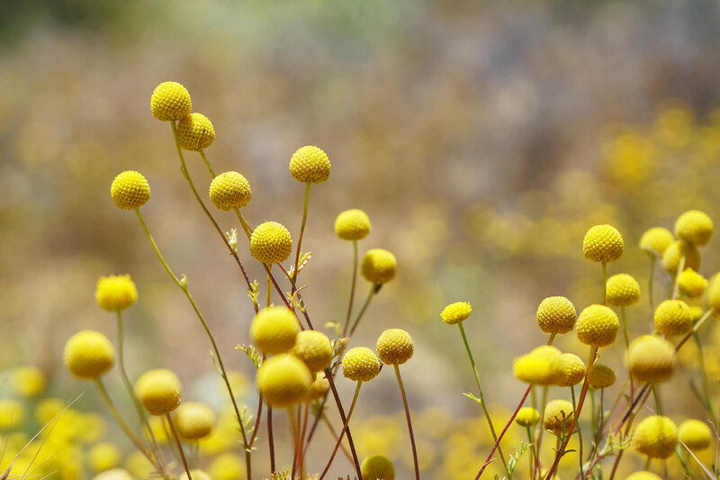 Craspedia globosa