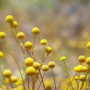 Craspedia globosa