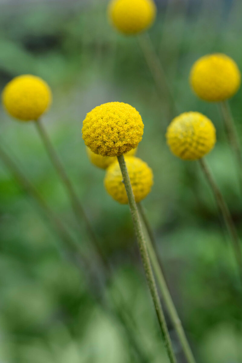 Craspedia globosa
