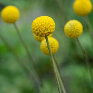 Craspedia globosa