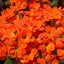 Kalanchoe blossfeldiana Calandiva