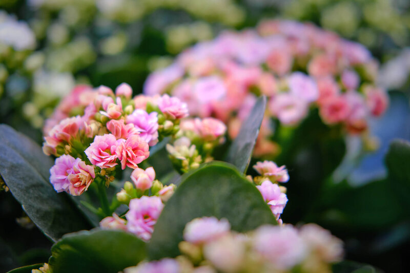Kalanchoe blossfeldiana Calandiva