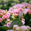 Kalanchoe blossfeldiana Calandiva