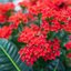 Kalanchoe blossfeldiana Calandiva