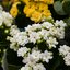 Kalanchoe blossfeldiana Calandiva
