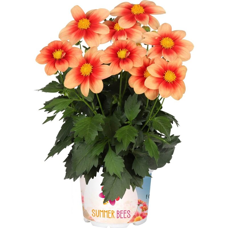  Dahlia Hybriden