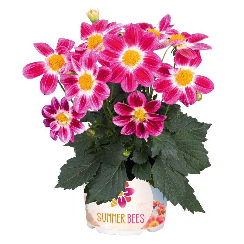  Dahlia Hybriden