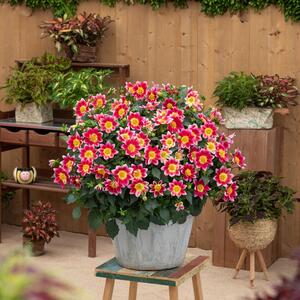  Dahlia Hybriden