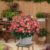  Dahlia Hybriden
