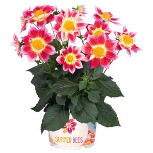  Dahlia Hybriden